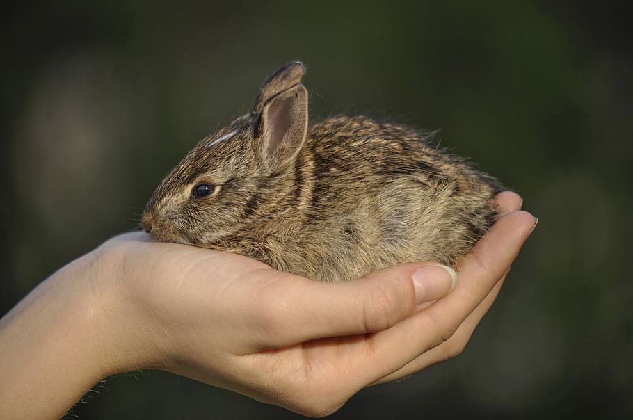 bunny, wild, nature, hare, human hand, hand, one animal, holding, one person, human body part
