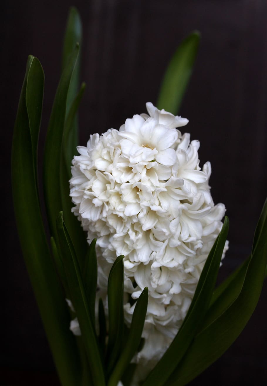 hyacinth, putih, bunga, musim semi, perbekalan, alam, hyacinthus, tanaman berbunga, tanaman, kesegaran