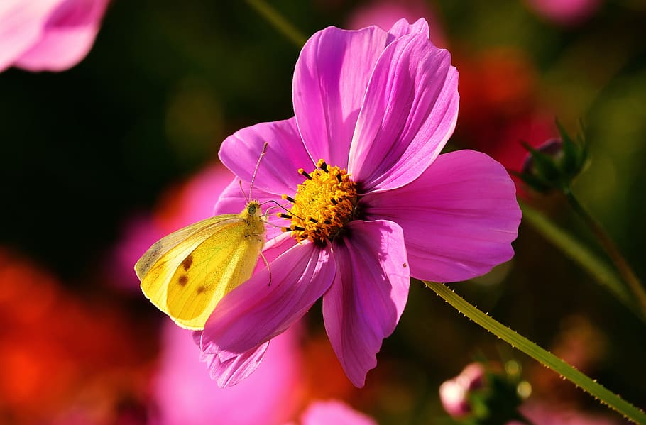 butterfly, insect, pollination, cosmea, flower, plant, summer, flowering plant, beauty in nature, fragility