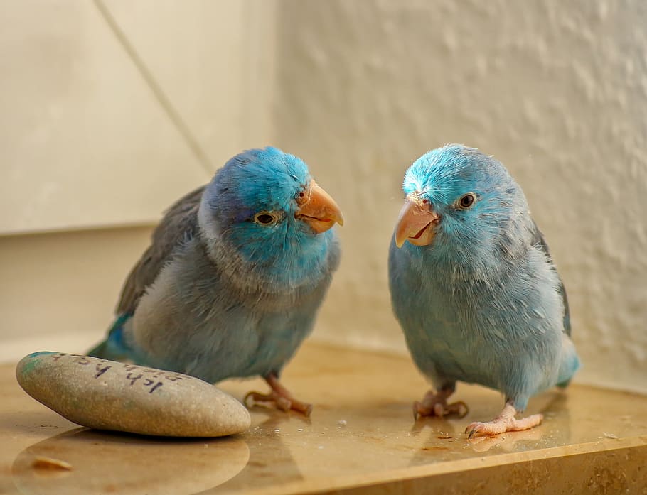 animals, passerine parrots, blue, pair, bill, plumage, feather, couple, bird, parrot