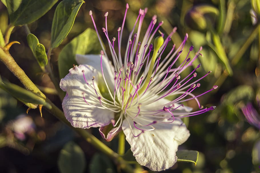 flower, caper, mediterranean plant, plant, flowering plant, growth, beauty in nature, freshness, close-up, fragility