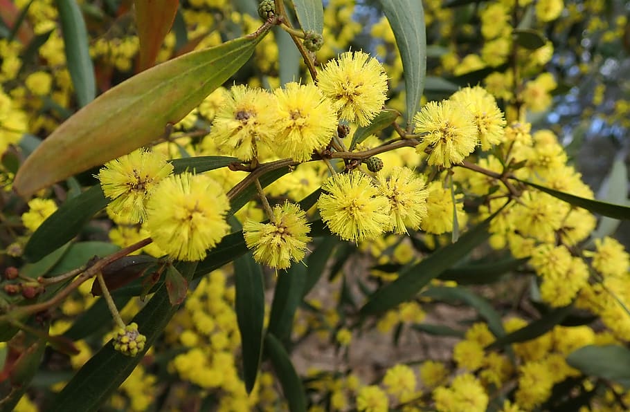 flower, wattle, acacia, flora, nature, flowering plant, yellow, growth, plant, beauty in nature