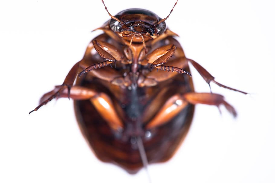 cockroach, madagascar, background, isolated, dirty, creepy, white, pest, brown, exterminate