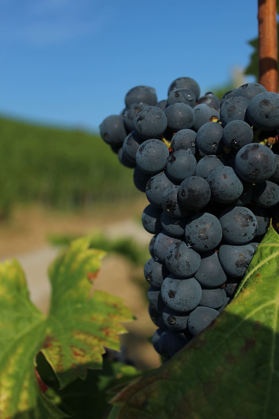 grape, close up, wine, vine, regent, fruit, winegrowing, rebstock, vines, sweet