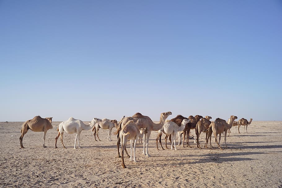 camels, wildlife, desert, animal, outdoors, safari, mauritania, nature, natural, travel