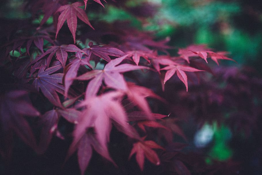 red, purple, leaves, nature, plants, forest, leaf, plant part, close-up, plant