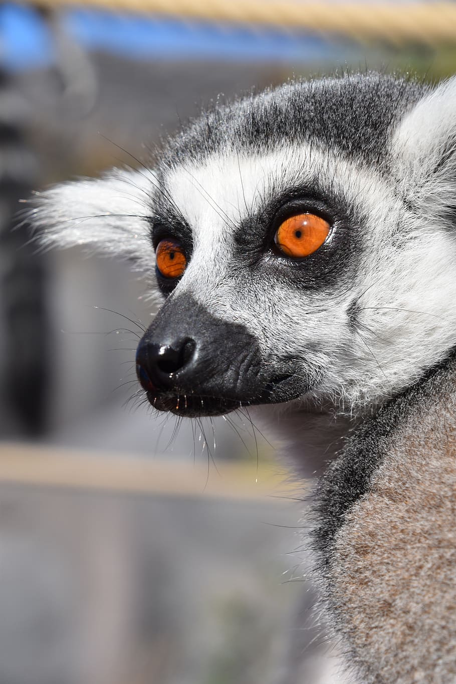 lemur, maki catta, nature, stripes, eyes, madagascar, zoo, fur, look, animal themes