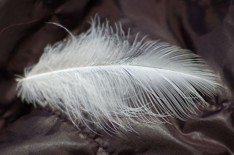 feather, soft, light, feathers, close-up, softness, fragility, vulnerability, indoors, white color