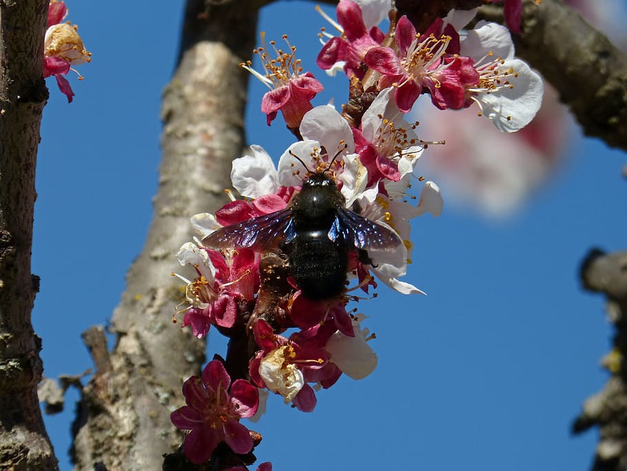 almond tree, flower, drone, drone black, libar, xylocopa violacea, bumblebee, plant, flowering plant, fragility