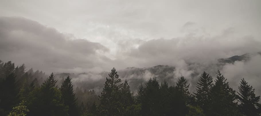 preto, marrom, nuvens, nevoeiro, floresta, cinza, pinheiros, árvores, árvore, nuvem - céu
