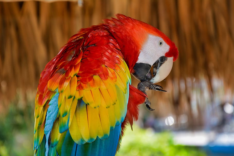 parrot, bird, colorful, exotic, fauna, tropical, animal, animal themes, vertebrate, animal wildlife