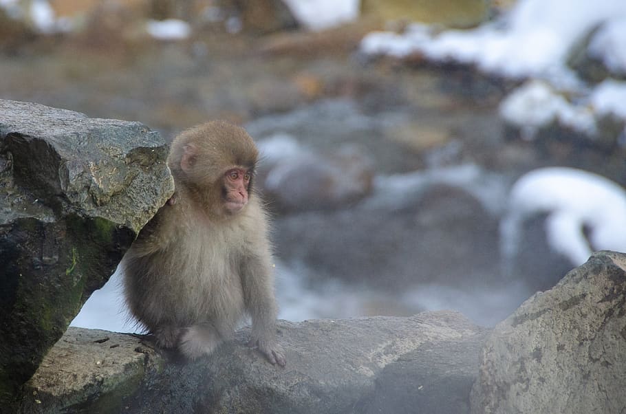snow monkey, japanese macaque, japan, winter, wildlife, primate, spa, snow, attraction, onsen