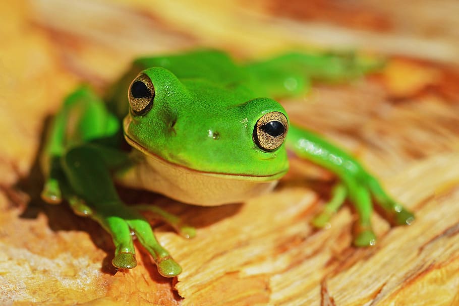 green frog, animalsNature, animal themes, animal, animal wildlife, one animal, green color, animals in the wild, gecko, vertebrate