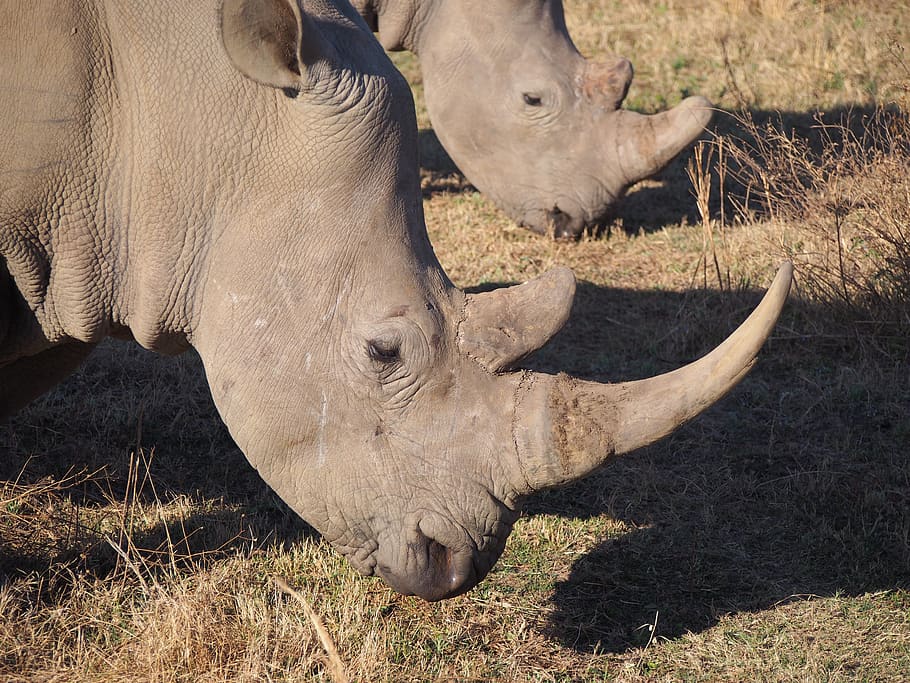 rhino, south africa, white rhino, animal world, big game, mammal, animal, animal themes, animal wildlife, animals in the wild