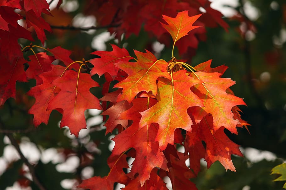 folhagem de outono, folhas, colorido, outono, floresta, brilhante, cor, cor de outono, natureza, cores de outono