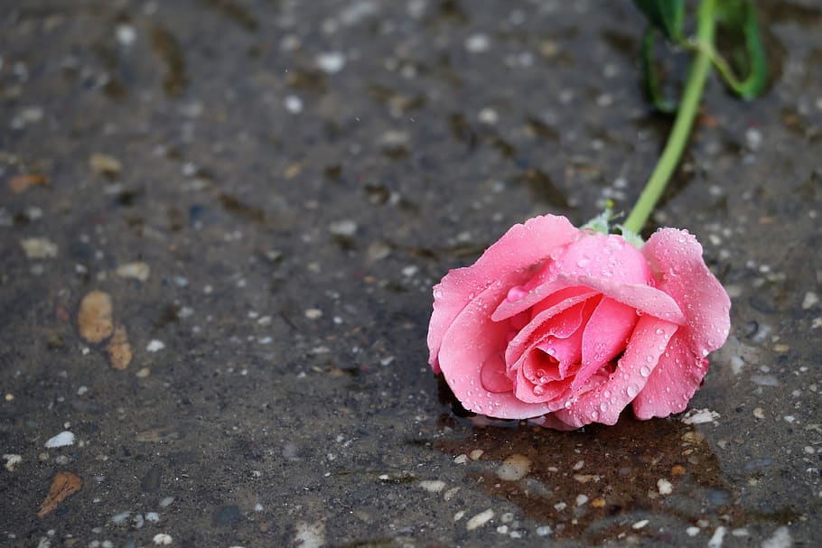 pink rose, in water, wet, rain, drops, flower, summer, romantic ...