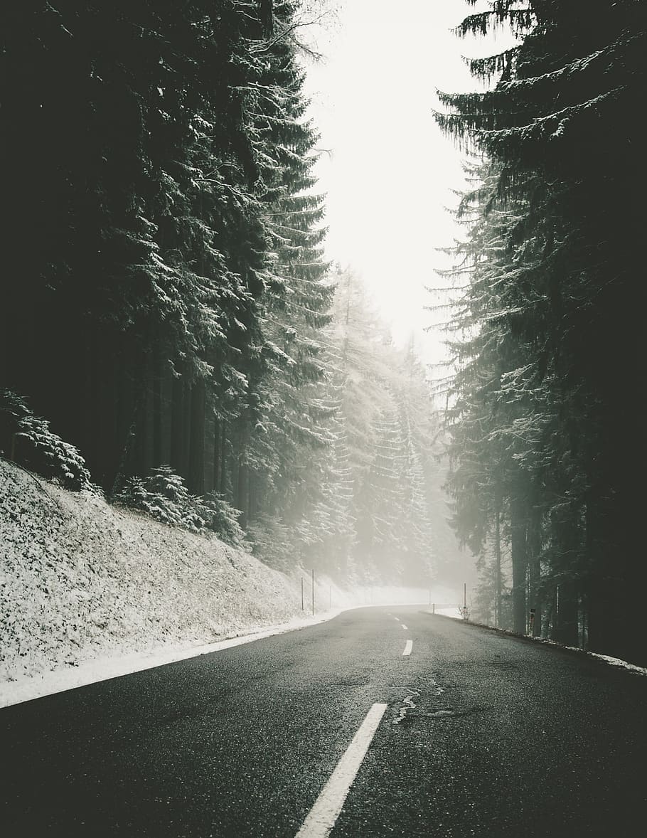 snowy, roadway, road, winter, drive, foggy, morning, wintertime, driving, fog