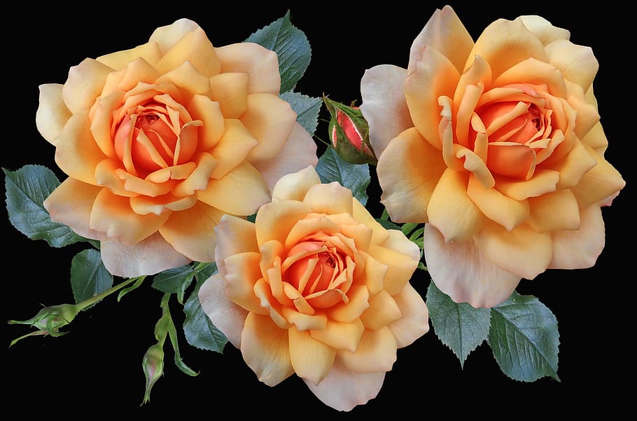 roses, apricot, flowers, fragrant, garden, nature, beauty in nature, flower, flowering plant, flower head
