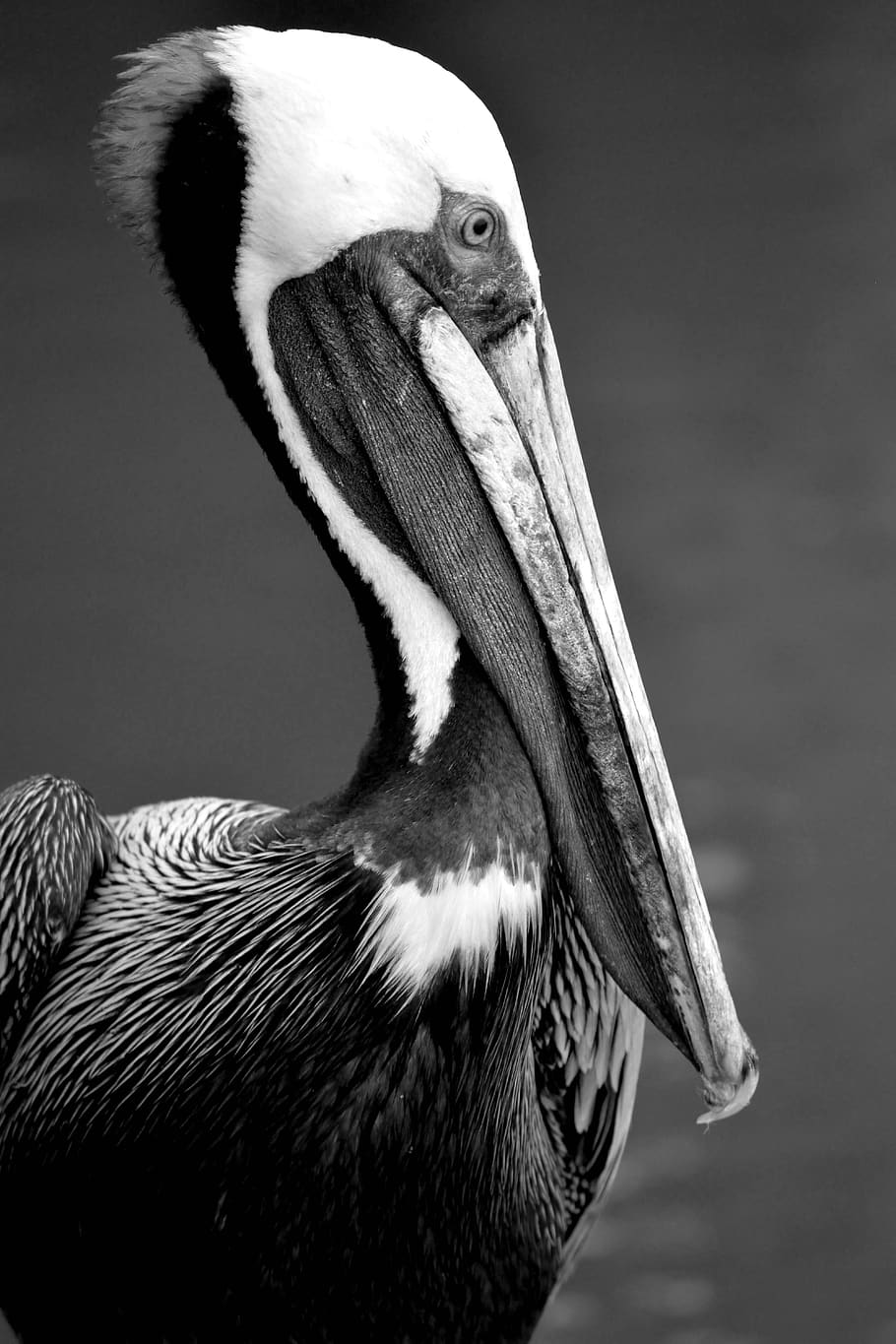 pelican, wildlife, avian, bird, waterbird, nature, water, beak, wild, sea