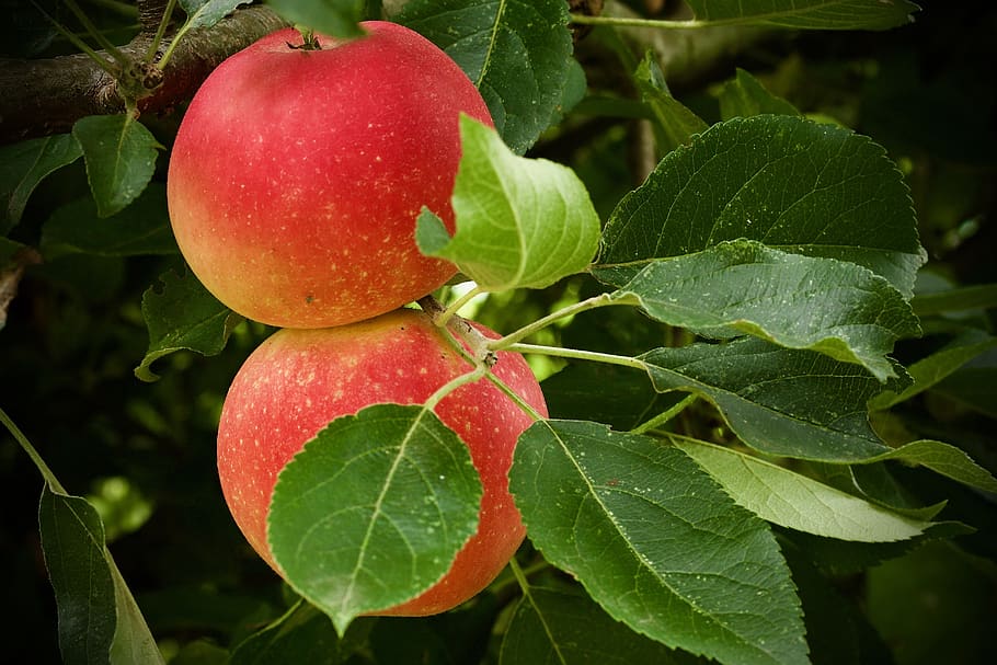 apple, tree, fruit, autumn, harvest, branch, red, british, allotment, outdoors