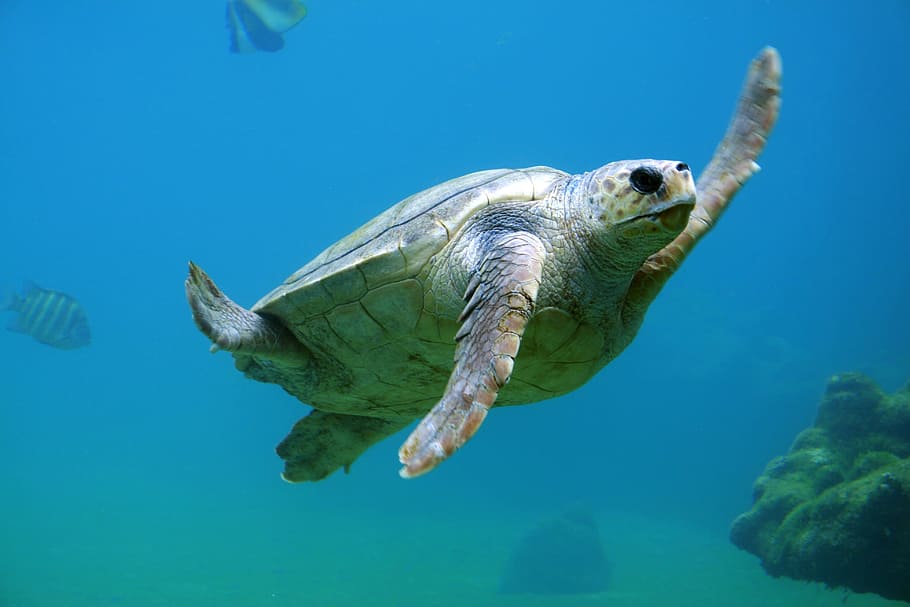 agua, oceano, embaixo da agua, biologia, tartaruga, tartaruga marinha, réptil, fauna, vertebrado, organismo