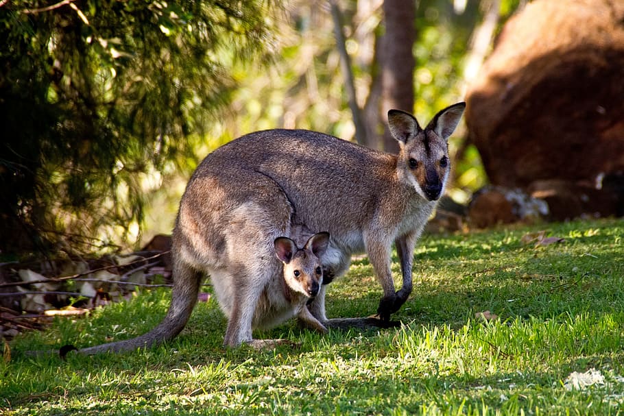 cangurus na austrália, animais, temas animais, animais selvagens, mamífero, animais em estado selvagem, um animal, árvore, ninguém, planta