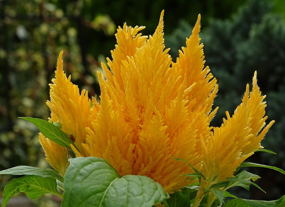 fire-crested, celosia, cockscomb, foxtail plant, plumosa, yellow, flower, spring bush, flowering plant, plant