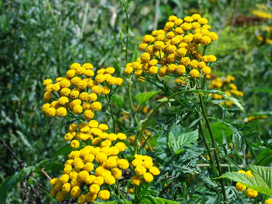 tansy, herbs, plant, green, healthy, herb, flower, flowers, natural, nature