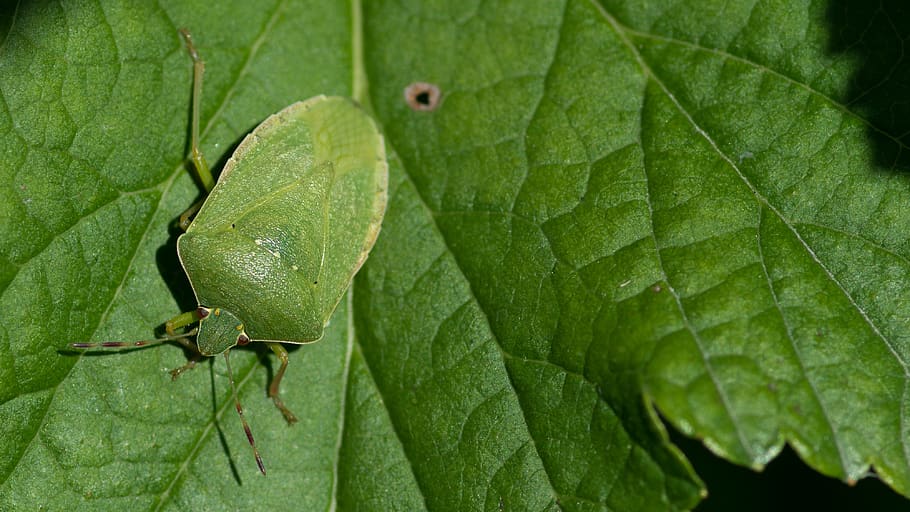 nezara viridula, green stink bug, hétéroptère, insect, garden, leaf, plant part, green color, plant, close-up