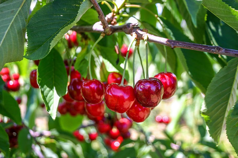grand rapids, michigan, cherries, orchard, leaves, fruit, nature, tree, branch, summer