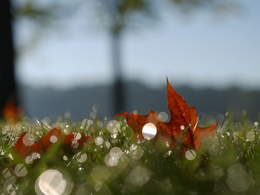 leaf, orange, nature, grass, fall, autumn, blur, bokeh, plant, water