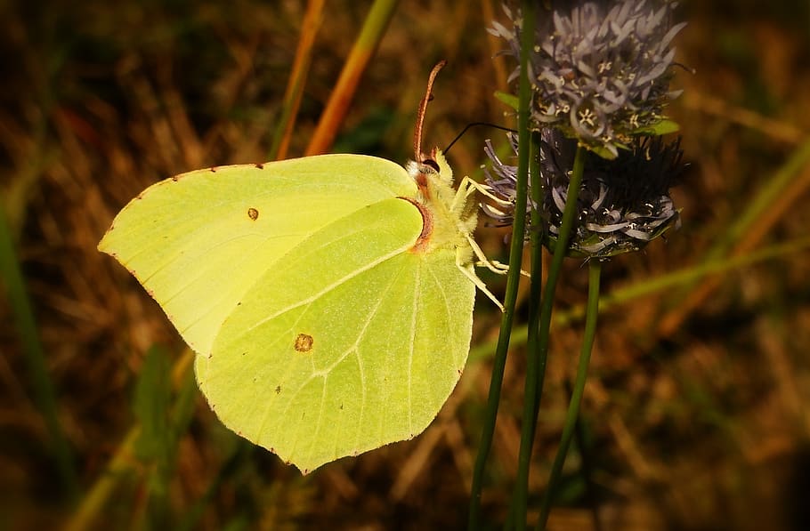 nature, insect, butterfly day, at the court of, plant, animals, butterflies, latolistek sulphur butterfly, garden, flower