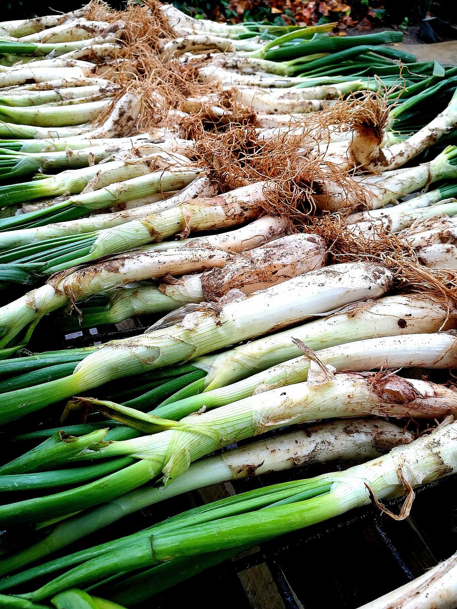 calçots, barbecue, onions, embers, lena, people, valls, food and drink, food, healthy eating