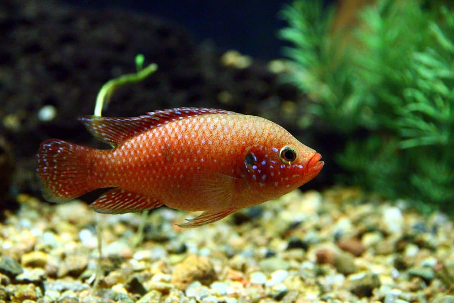 peces, acuario, brillante, colorido, rojo, bajo el agua, chromis, cíclidos, hombre guapo, hemichromis bimaculatus