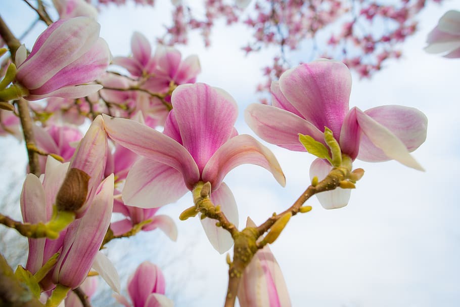 magnolia, rosa, primavera, flores, bloom, naturaleza, planta, brote, árbol, arbusto