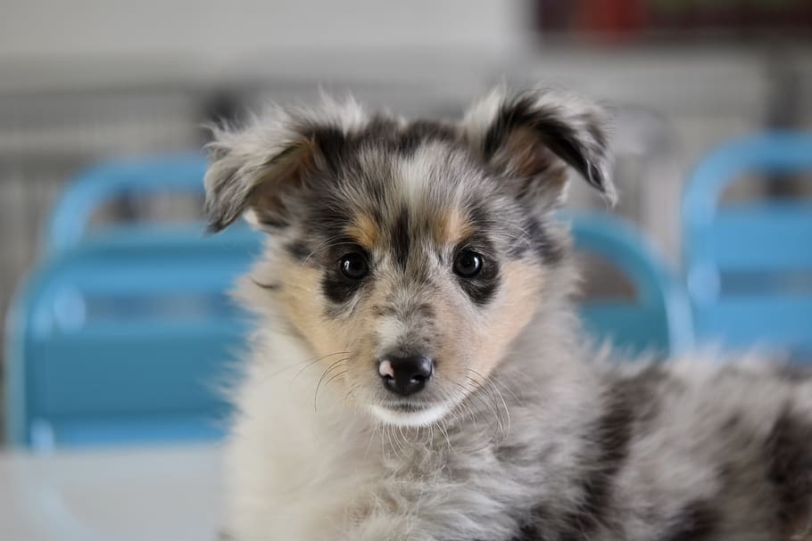 dog, puppy, young bitch priscilla, puppy shetland sheepdog, canine, animal, adorable, female, tenderness, color blue merle