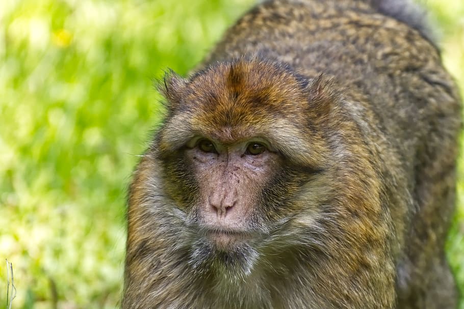 mono de Berbería, especies en peligro de extinción, mono montaña salem, animal, animal salvaje, zoológico, fauna silvestre, un animal, mamífero, animales en la naturaleza