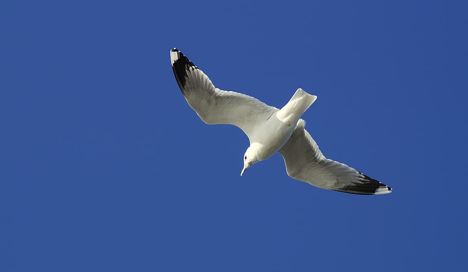 seagull, flying, dom, bird, wing, sky, seevogel, white, flight, blue