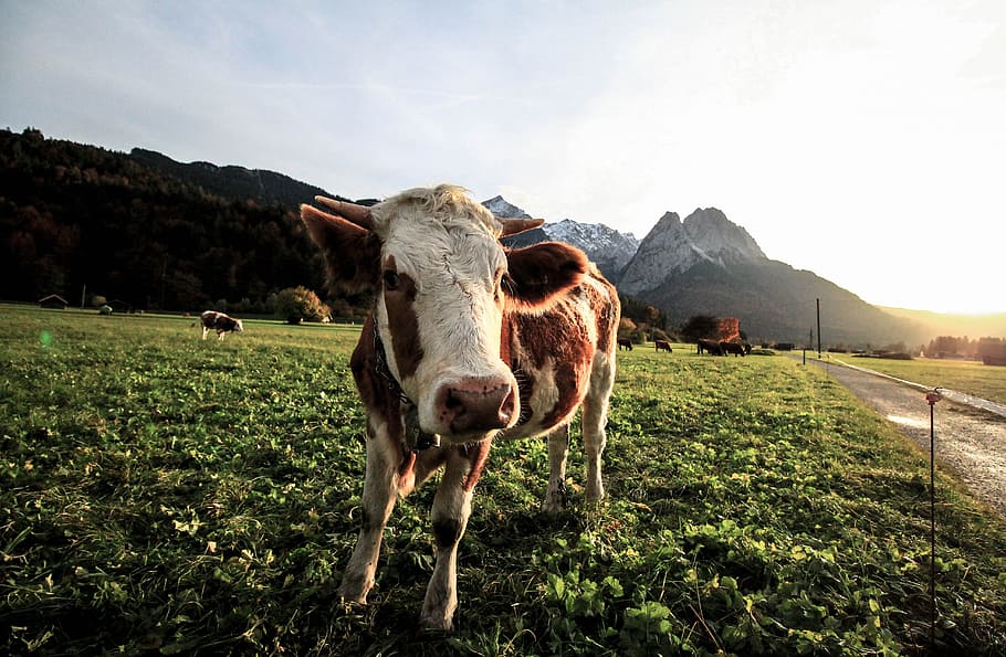 feliz, vaca, campo, granja, animal, sonrisa, fotogénico, montaña, hierba, puesta de sol