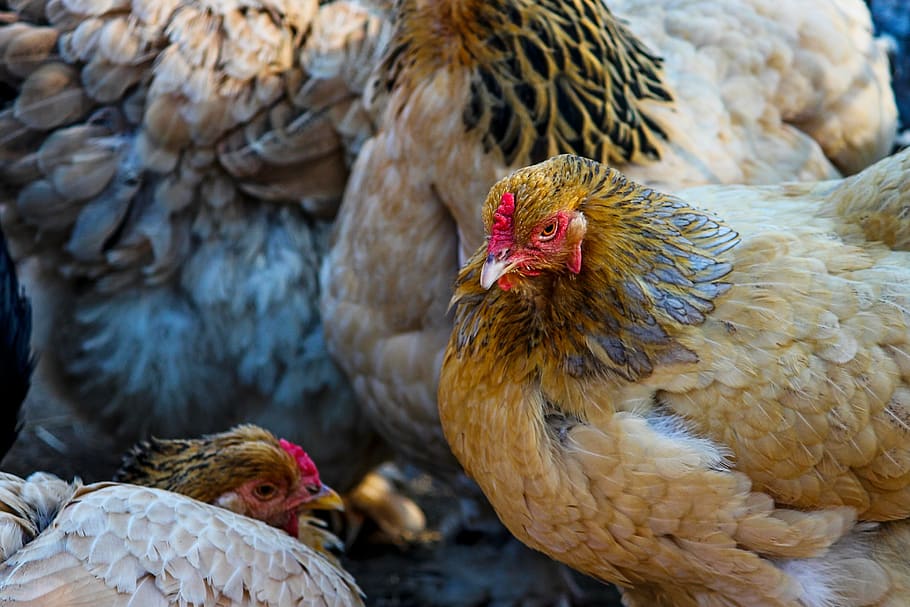 chickens, gallus, chicken farm, poultry, hen, country life, range, bird, farm, pride
