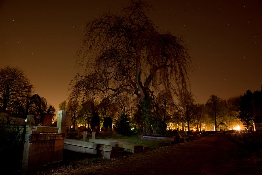 кладбище, надгробия, темно, ночь, страшно, Хэллоуин, дерево, растение, спокойствие, природа