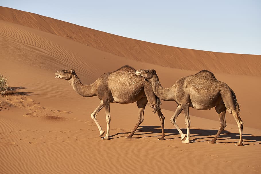 dromedary, camel, morocco, sahara, mammal, travel, animal world, hump, arabic, animal