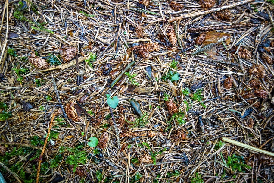 needle floor, needles, pine needles, forest floor, ground, brown, green, moist, wet, background