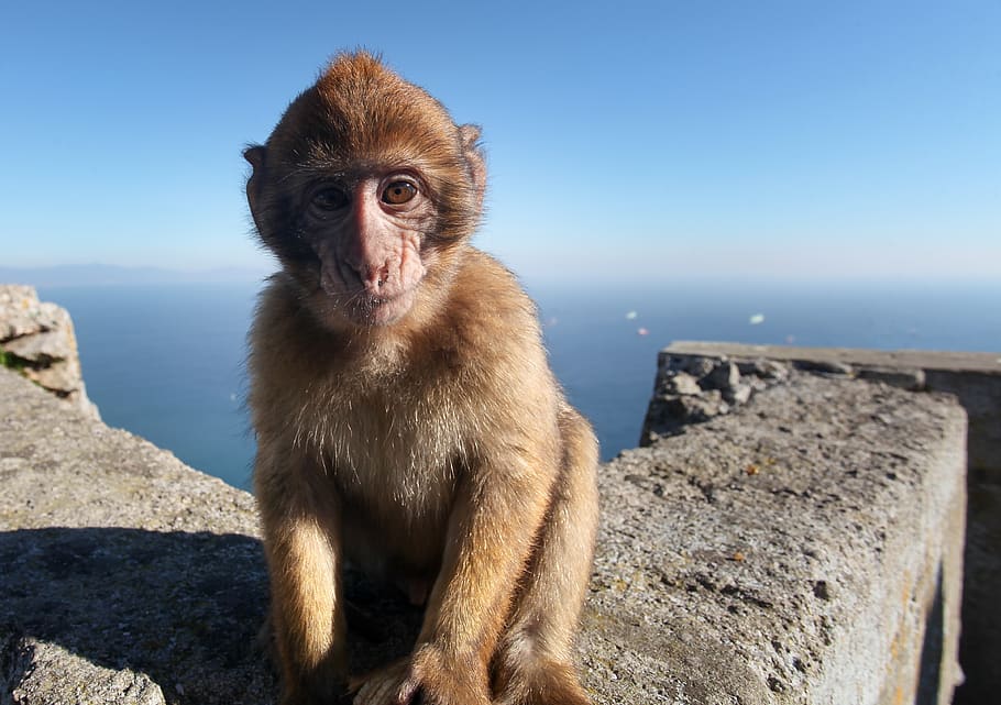 macaco, bebê, paisagem, viagem, mundo animal, macaque, mamífero, colônia, primata, peludo