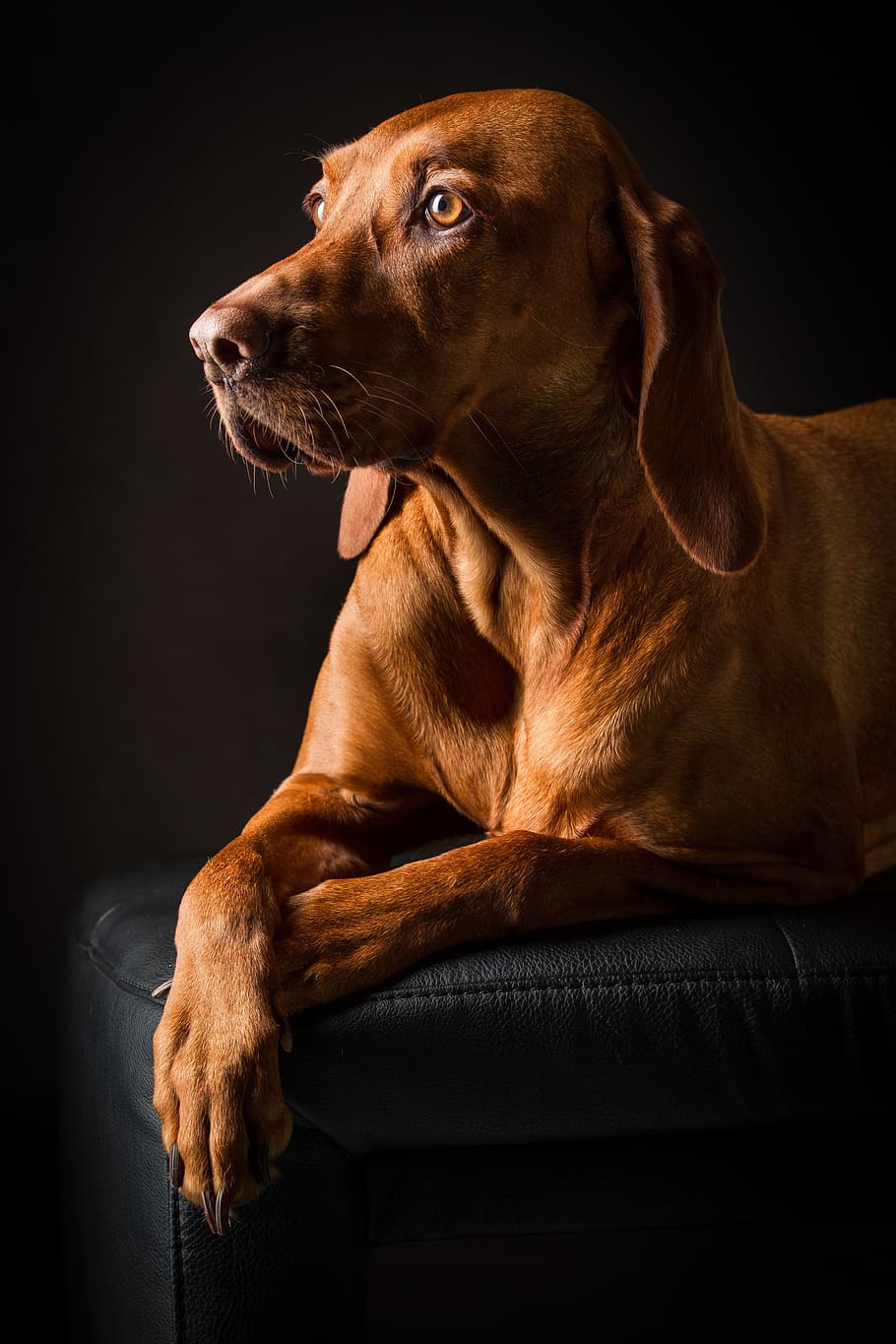 mascota, retrato, marrón, lindo, perro de raza pura, ojos, hocico, cabeza, Perro, canino