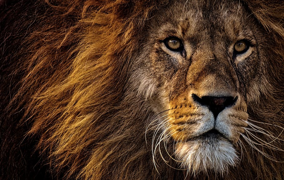 лев, хищник, опасно, грива, большая кошка, мужчина, зоопарк, дикое животное, африка, животное