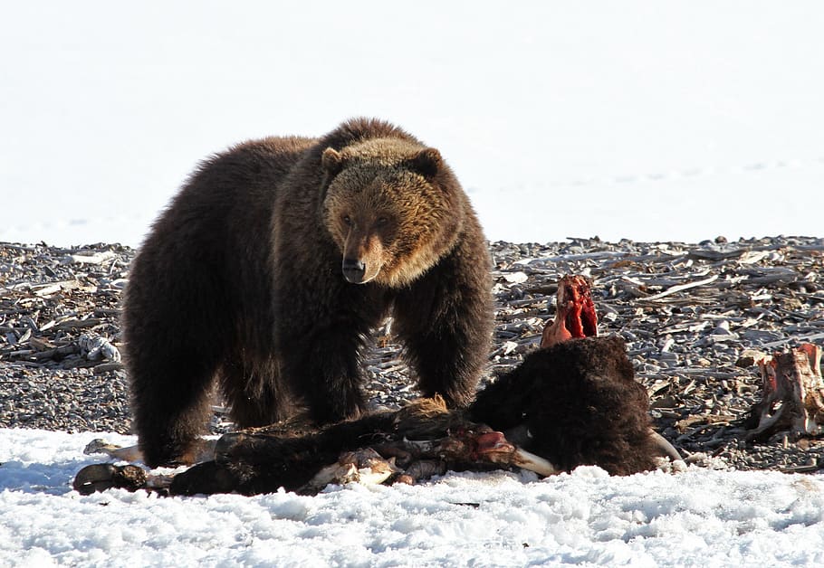 beruang grizzly, margasatwa, alam, dekat, mencari, berjalan, predator, besar, di luar ruangan, wajah