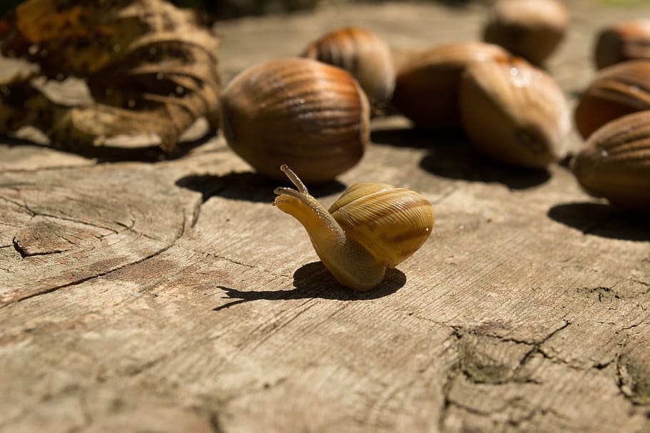 Wood nuts уровни. Коричневая улитка. Улитка на дереве. Орехи в природе. Улитка из дерева.