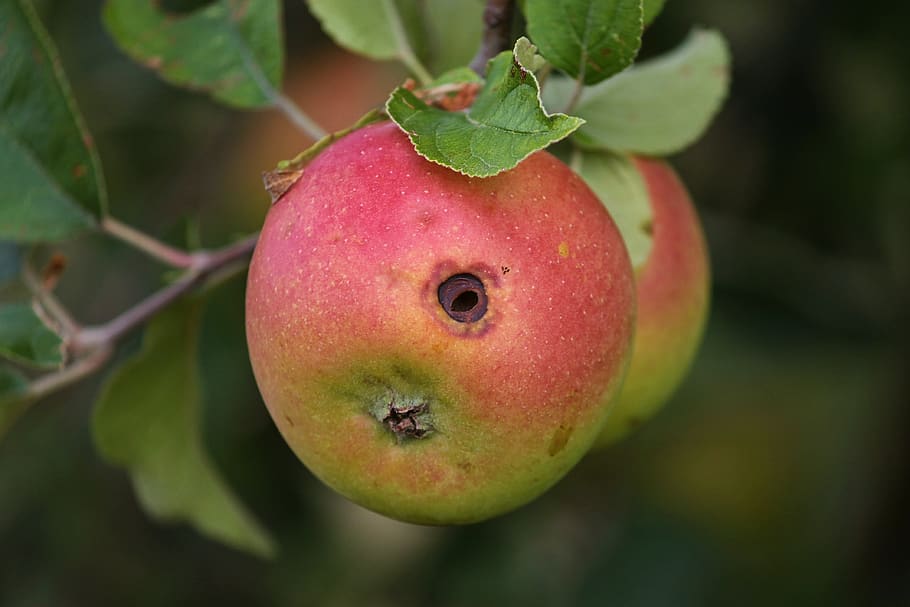 apple, worm hole, fruit, apple tree, nature, infestation, garden, vitamins, maggoty, drilled