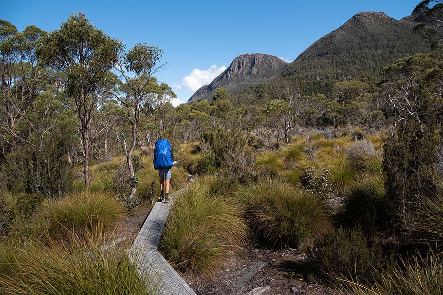 overland track, tasmania, nature, wilderness, landscape, scenic, hike, track, outdoors, scenery